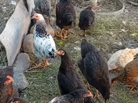 Chickens — عکس 1
