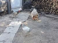Chickens — zdjęcie 6
