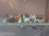 Danish hen — sawirka 1
