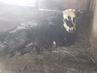 Krava, Swiss cattle — foto 6