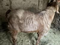 Bode, Nubian Goat — foto 6