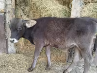 Toro, Swiss cattle — foto 6