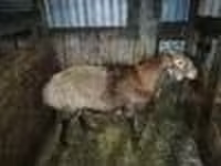숫양, Hissar sheep — 사진 6