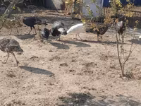 Turkeys — foto 7
