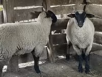 Ovce, Suffolk sheep — foto 1