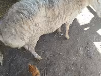 Ram, Karakul sheep — foto 7