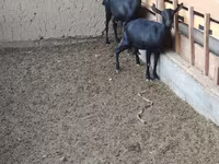 بز ماده, Alpine goat — عکس 3