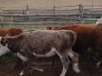 Կով, Latvian Blue cattle — լուսանկար 2