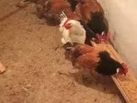 Chickens — ፎቶ 6