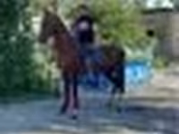 Асп, Arabian horse — акс 4