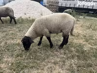 Montone, White Suffolk sheep — foto 1