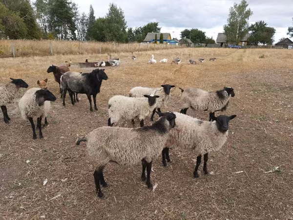 Sheep, Romanov sheep — Russia