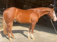 Koń, Quarter Horse — zdjęcie 1