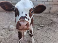 گاو ماده, Simmental cattle — عکس 4