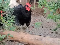 Chickens — புகைப்படம் 8