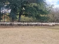 میش, Baerchuke sheep — عکس 1