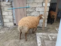 भेड़, भेड़ — फ़ोटो 7