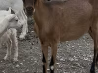 Ziegen (Partie, Geschlecht nicht angegeben), Ziegen — Foto 3