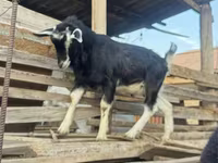 숫염소, Alpine goat — 사진 6