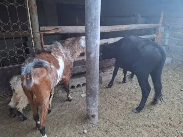 عنزة, Nubian Goat