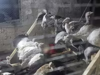 Turkeys — foto 1