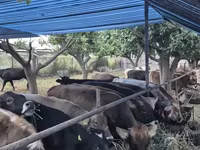 İnek, Sığır — foto 6