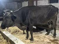 母牛, Alatau breed — 照片 1