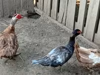 Ducks — 照片 5