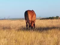 Kuda betina, Kazakh horse — foto 5