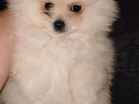 Pomeranian (Spitz) balası – krem/ağ rəngli, tükləri çox sıx və yumşaq — تصویر 3