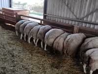 Beran, Beltex sheep — foto 2