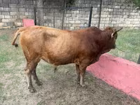 گاو نر, گاو — عکس 2