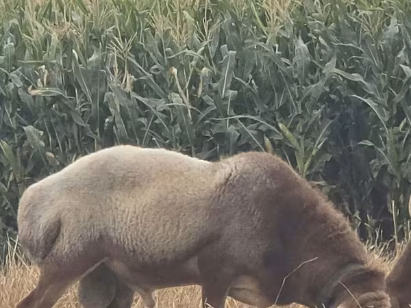 Berbec, Arashan sheep