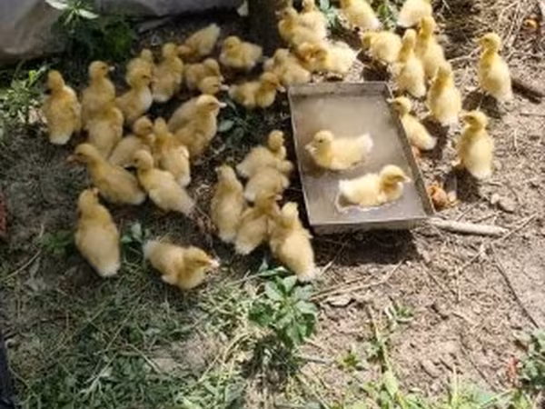 Ducks