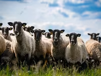 Vædder, Hissar sheep — foto 1