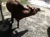 Krava, Simmental cattle — fotografija 6
