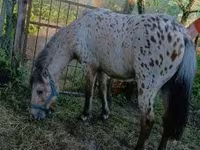 Faras, Horses — sawirka 3