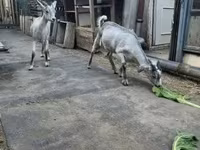 Bok, Nubian Goat — foto 2