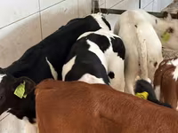 የከብት እንስሳት (ቡድን፣ ጾታ አልተጠቀሰም), Simmental cattle — ፎቶ 2