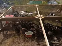 Pekin german — foto 2