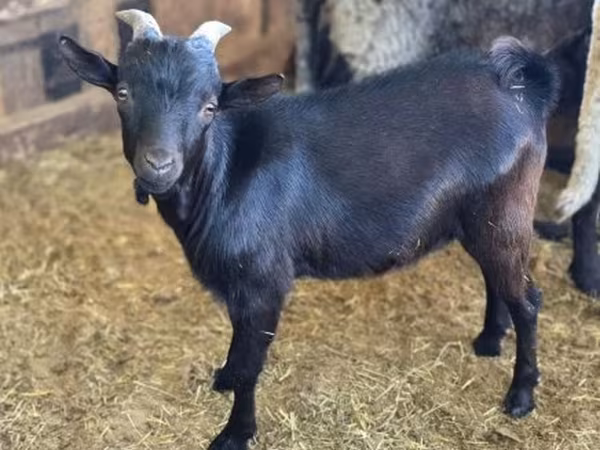 แพะตัวผู้, Dutch Landrace goats