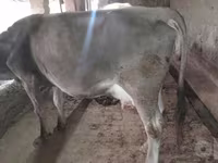 Cow, Swiss cattle — photo 1