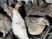 Quails — zdjęcie 5