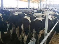 گائے, Russian Black pied cattle — تصویر 1
