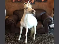 Klisna, Miniature horse — foto 1