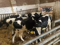 گائے, Russian Black pied cattle — تصویر 5
