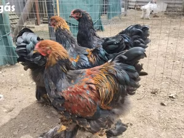 Brahma