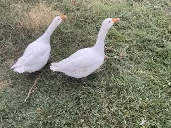 Geese