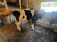 Bò đực, Giống Holstein — ảnh 4