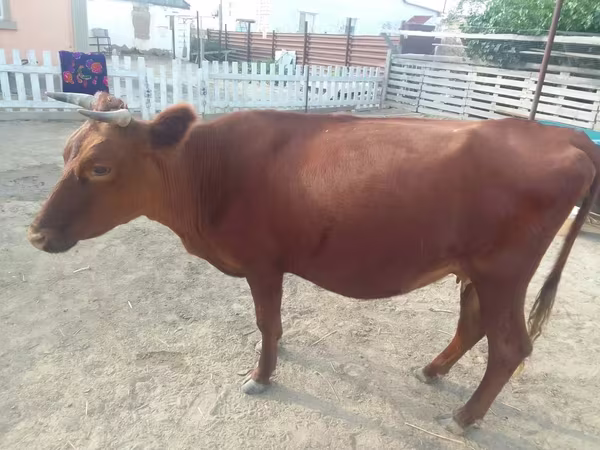 암소, Latvian Blue cattle